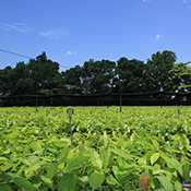 Tree nursery plant for the planet